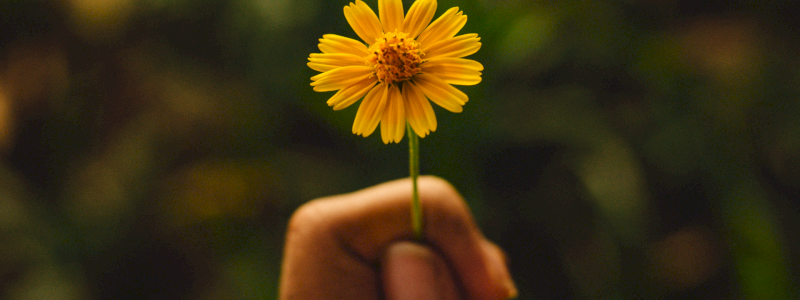 Diventa custode del giardino