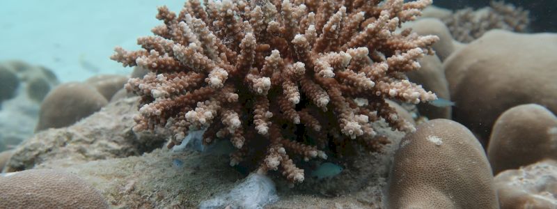 Adotta un CORALLO <br> Adopt a CORAL