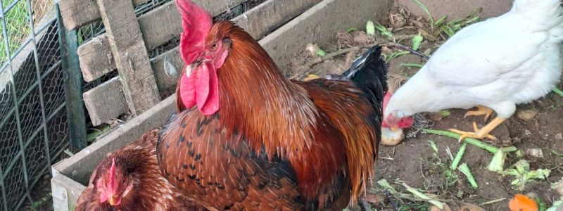 Ringraziamento dalle galline ed evento in cascina