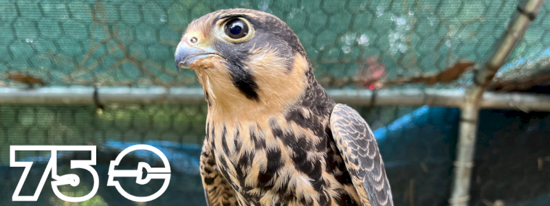 Sostenitore LODOLAIO