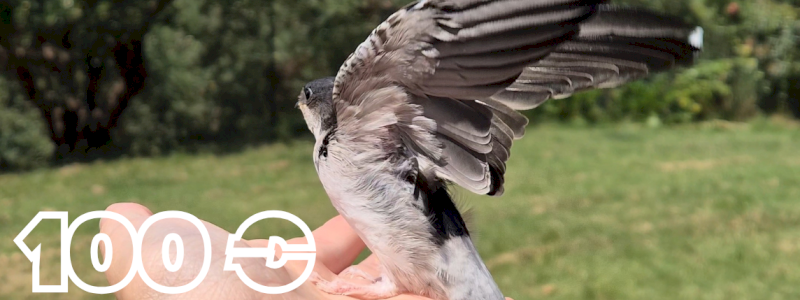 Sostenitore BALESTRUCCIO