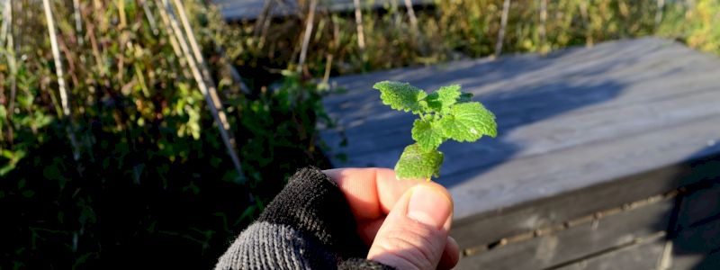 Escursione alla scoperta delle erbe spontanee in città