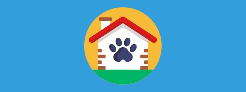 Un'esperienza al gattile insieme ai volontari