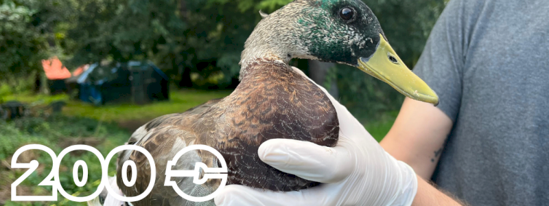 Sostenitore GERMANO REALE