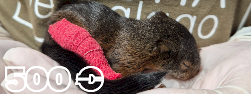 Sostenitore SCOIATTOLO