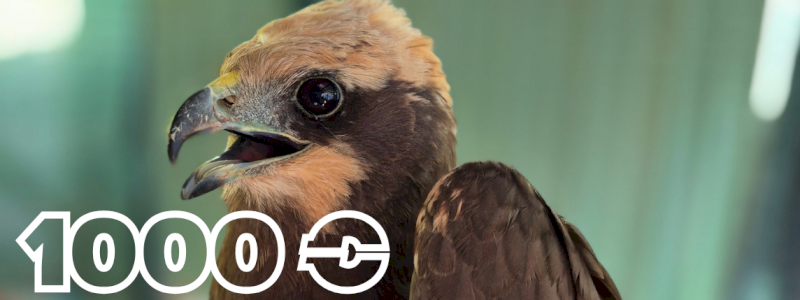 Sostenitore FALCO DI PALUDE