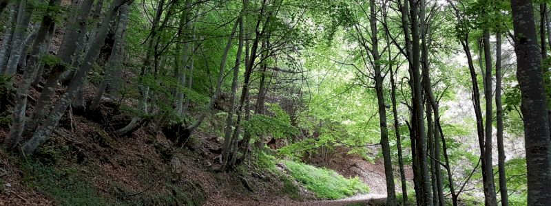 Last Minute adotta gli ultimi 10 alberi