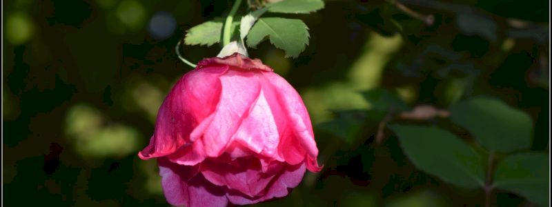 AMICO DEL ROSETO