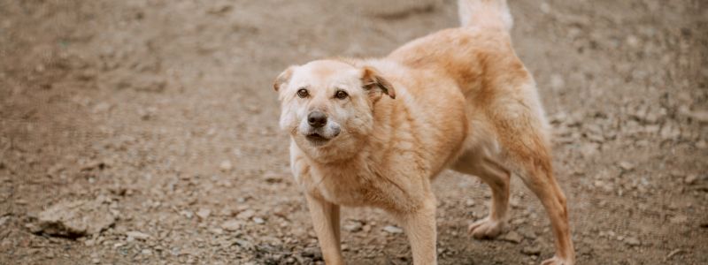 Video ringraziamento con i cani dell'armata e noi!