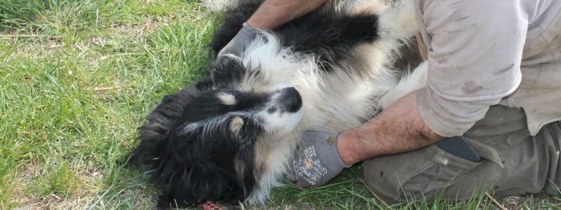 Ringraziamento dai cani ed evento in Cascina