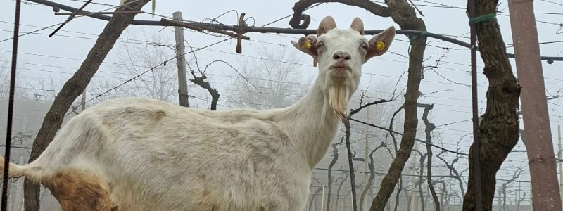 Ringraziamento dalle capre ed evento in Cascina