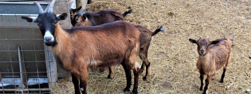 Visita guidata presso l'Az. Agricola Guglielmi con degustazione e possibilità per i bambini di vedere il recinto delle caprette