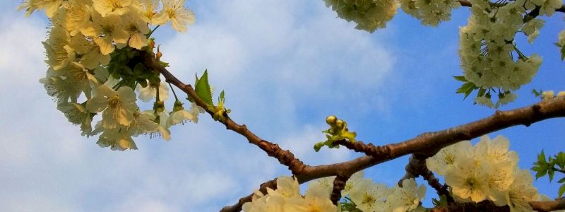 Adotta un albero del frutteto Bacò