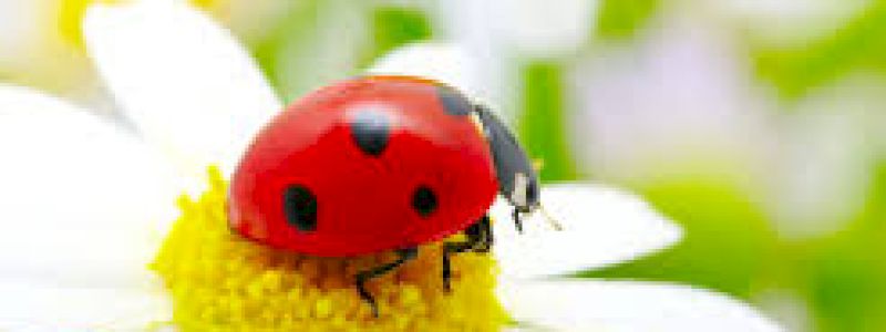 Grazie Coccinella