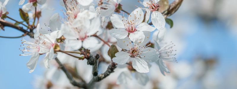 Accesso in anteprima ai contenuti della piattaforma