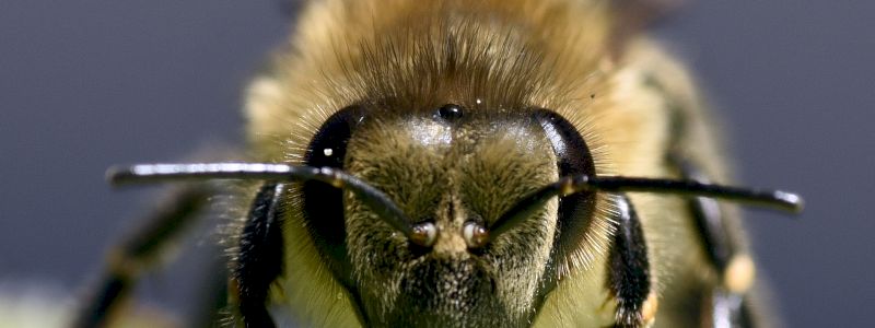 WORKSHOP DI FOTOGRAFIA NATURALISTICA