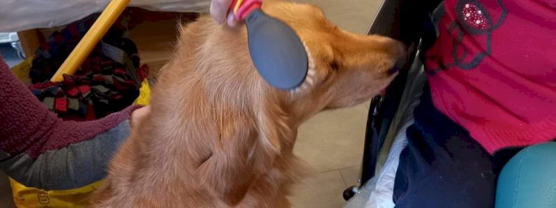 UN\'ESPERIENZA CON NOI DELLA PET THERAPY