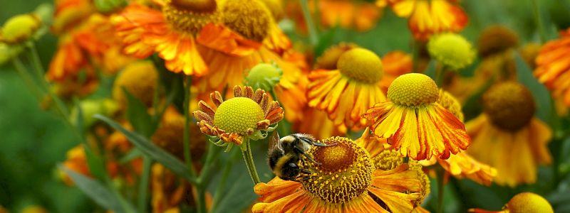 UN PRATO FIORITO IN CASA