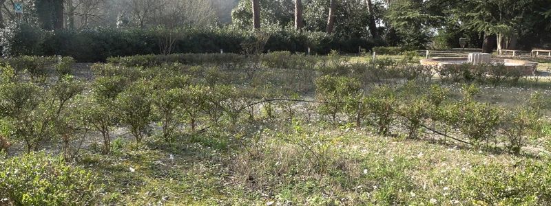 Un attestato personale e un regalo per te!