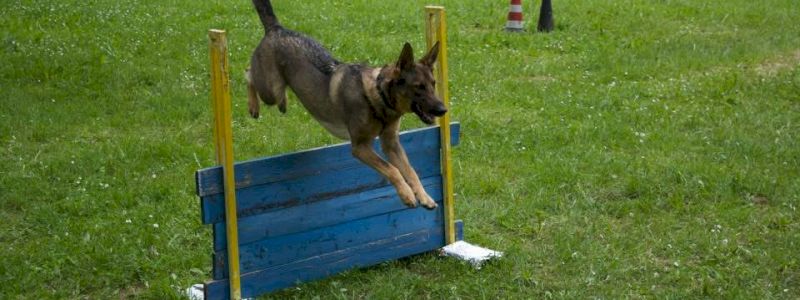 Consulenza gratuita in presenza - Adesivo Sostenitore - Un giorno da addestratore