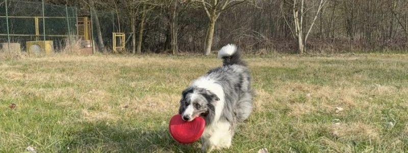 Consulenza gratuita in presenza - Adesivo sostenitore - 2 lezioni gratuite