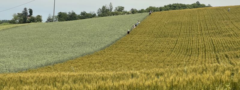 Un campo di grano con il tuo nome!