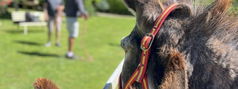 Certificato di adozione a distanza nominativo - 12 mesi