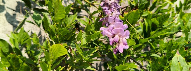 adozione di un glicine o di un ulivo