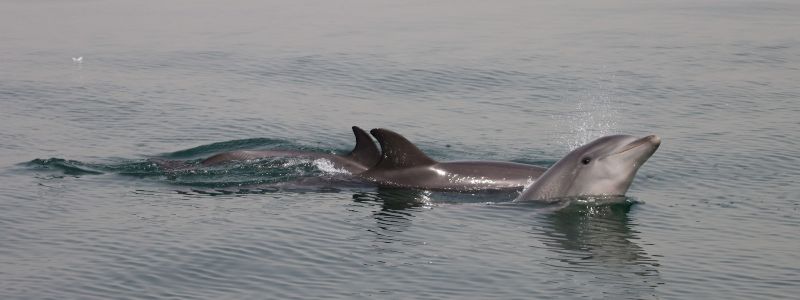 Free Willy: donazione libera