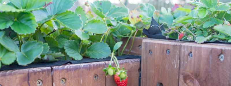 L'Adozione Simbolica