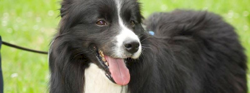 Consulenza gratuita in presenza - Ringraziamenti social - adesivo sostenitore