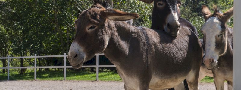 Certificato di adozione a distanza nominativo - 6 mesi