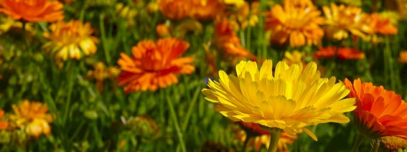 CALENDULA WAVE