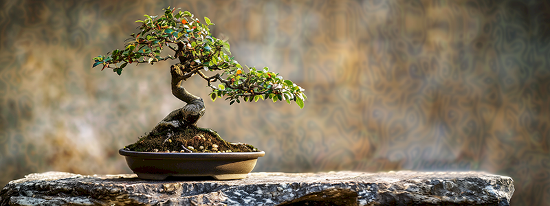 Fai crescere il tuo bonsai !