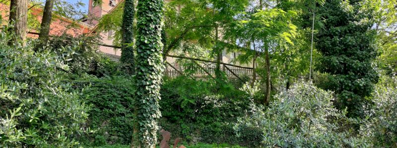 Pianta il tuo albero