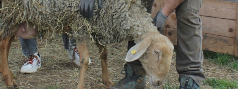 Ringraziamento dalle pecore ed evento in Cascina