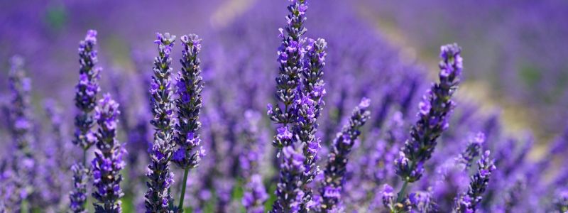 Sostenitore Lavandula