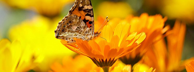 Sostenitore Calendula