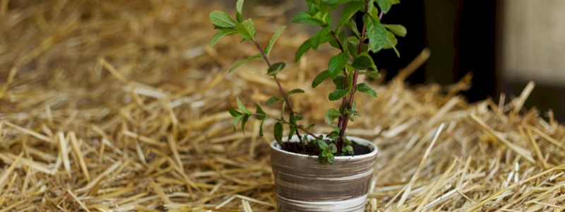 Piantina aromatica e vaso