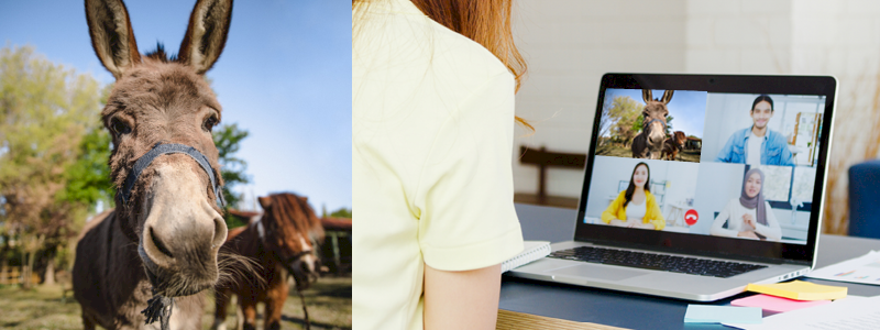 Aggiungi un animale della fattoria alla tua videocall per 15 minuti