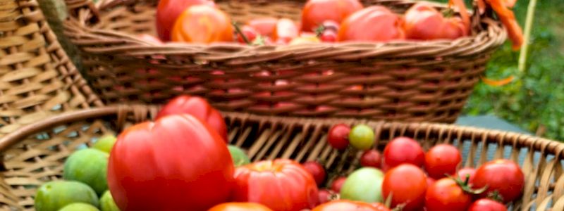 raccolta aromatiche e ortaggi di stagione