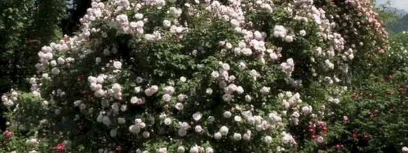 LA TUA ROSA ANTICA