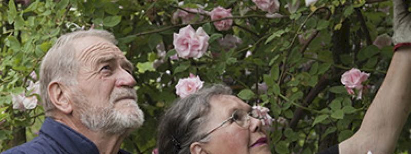 UNA ROSA PER UN AMIC*