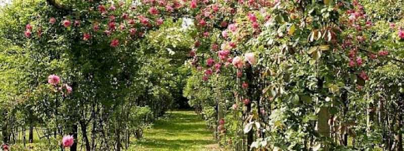 VISITA IL ROSETO