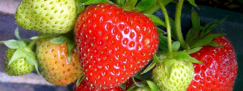 UNA PIANTINA NELL'ORTO DELLE STELLE DANZANTI