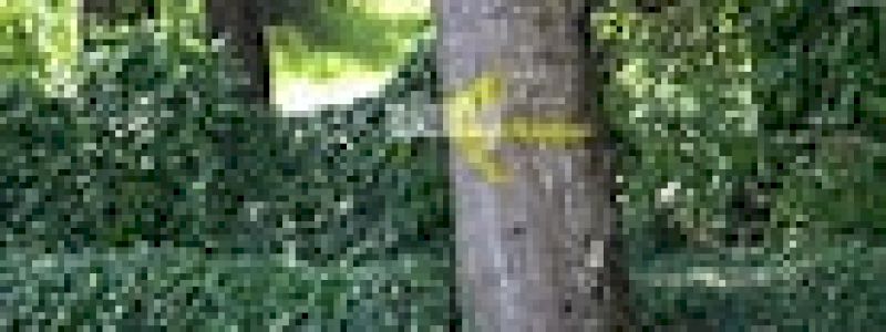 Attribuzione di una pianta