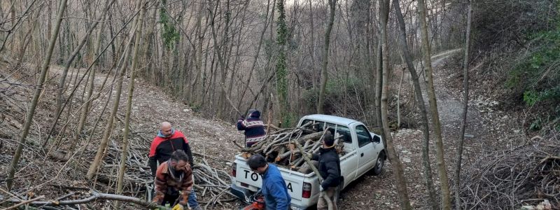 Pianta un albero nel bosco Bacò