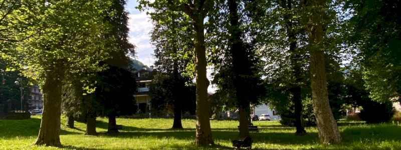 LA POESIA DEGLI ALBERI