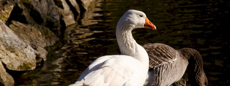Ringraziamento dalle oche ed evento in Cascina