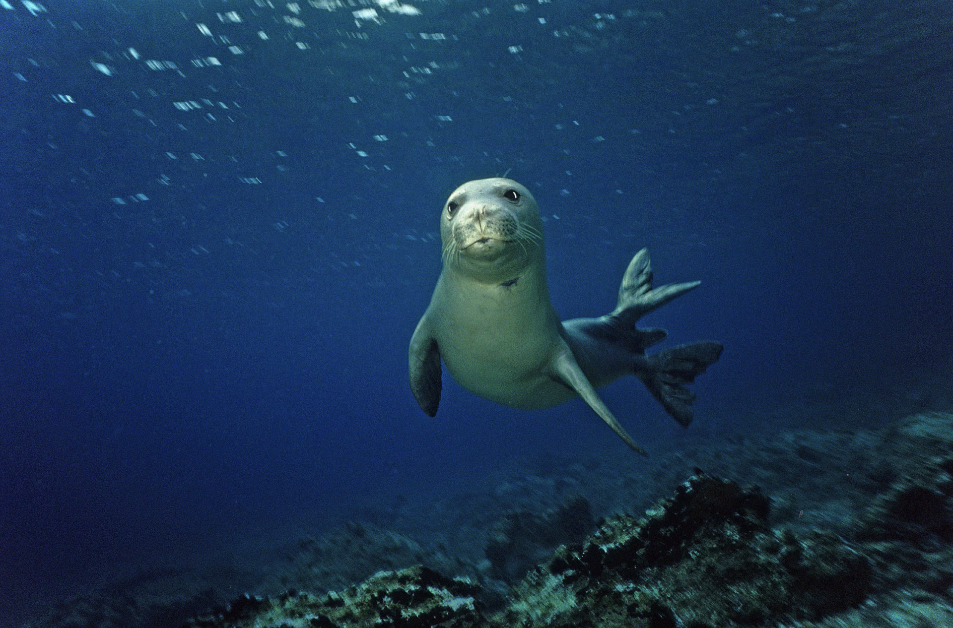 “FOCA NON FOCA”: alla ricerca della foca monaca